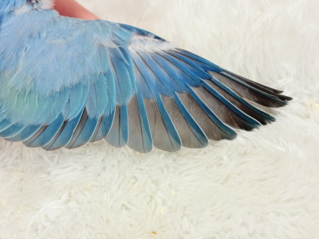 【最新画像更新🪄】神秘的な美しさ🐣💎🫧コザクラインコ(ブルーオパーリン) ヒナ コザクラインコ(小桜インコ)