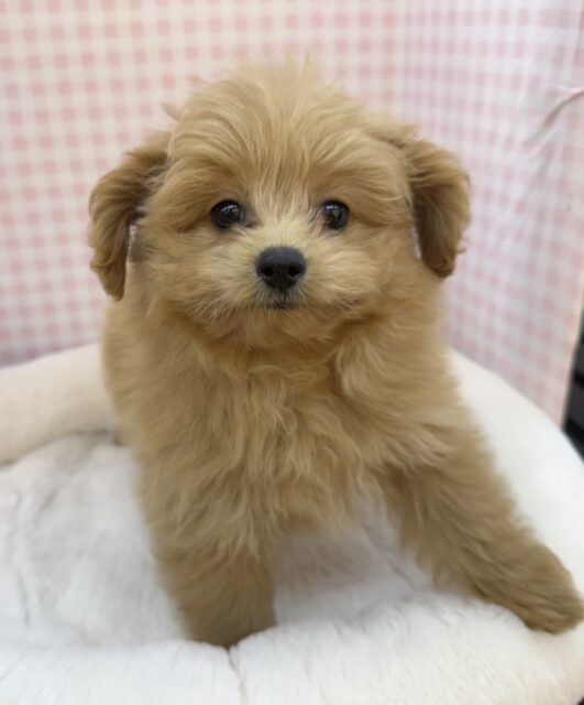 最新📷ふわふわ〜☁️ポメプーの女の子