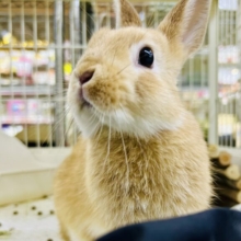 【最新画像更新☆☆】コロコロのみかんボール🍊　ネザーランドドワーフ