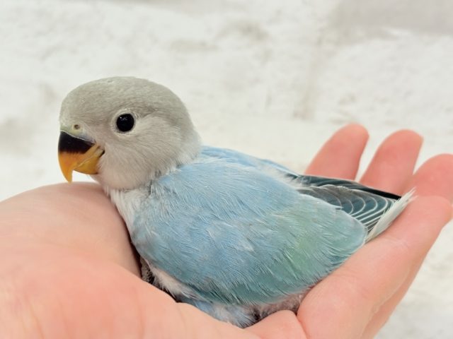 【最新画像更新🪄】神秘的な美しさ🐣💎🫧コザクラインコ(ブルーオパーリン) ヒナ コザクラインコ(小桜インコ)