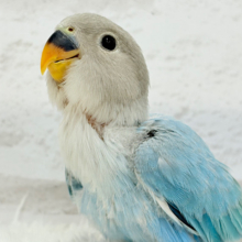 【最新画像更新🪄】神秘的な美しさ🐣💎🫧コザクラインコ(ブルーオパーリン) ヒナ