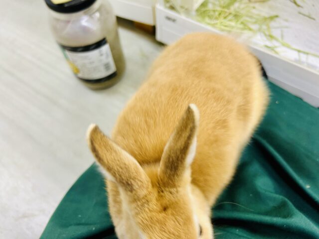 【最新画像更新☆☆】コロコロのみかんボール🍊 ネザーランドドワーフ ネザーランドドワーフ