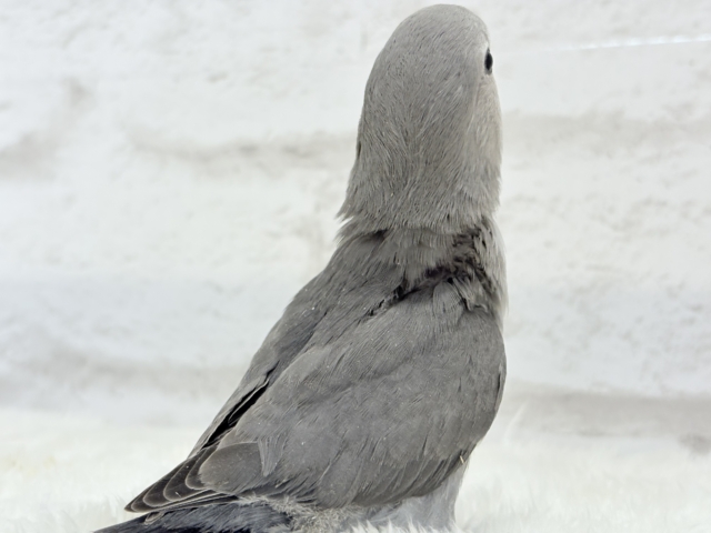 【最新画像更新🪄】痺れるギャップにメロメロ💖コザクラインコ(モーブ) ヒナ コザクラインコ(小桜インコ)