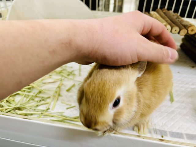 【最新画像更新☆☆】コロコロのみかんボール🍊 ネザーランドドワーフ ネザーランドドワーフ