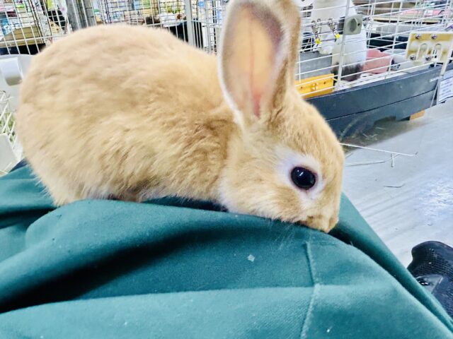 ネザーランドドワーフ