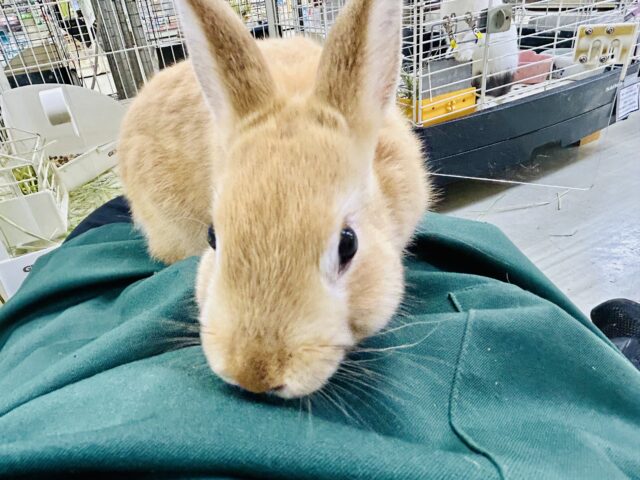 ネザーランドドワーフ