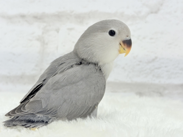 【最新画像更新🪄】痺れるギャップにメロメロ💖コザクラインコ(モーブ) ヒナ コザクラインコ(小桜インコ)