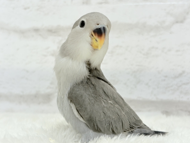 【最新画像更新🪄】痺れるギャップにメロメロ💖コザクラインコ(モーブ) ヒナ コザクラインコ(小桜インコ)
