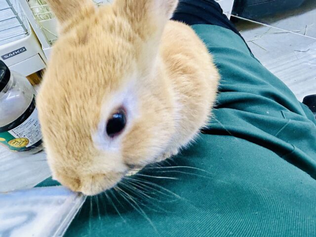 ネザーランドドワーフ