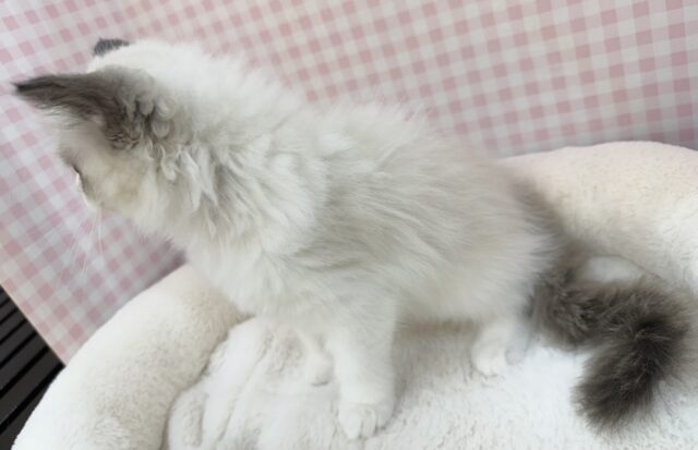 最新📷美人すぎます!ラグドール様! ラグドール