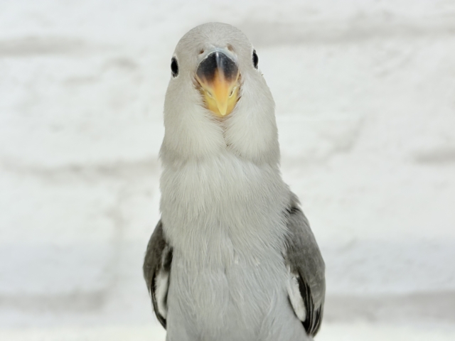 【最新画像更新🪄】痺れるギャップにメロメロ💖コザクラインコ(モーブ) ヒナ コザクラインコ(小桜インコ)