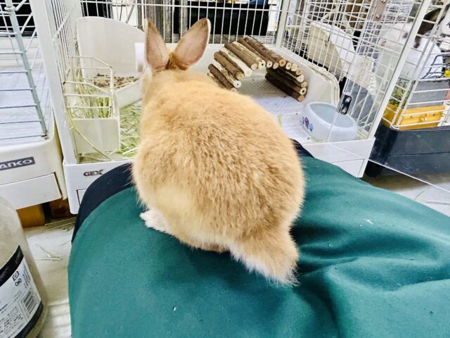 ネザーランドドワーフ