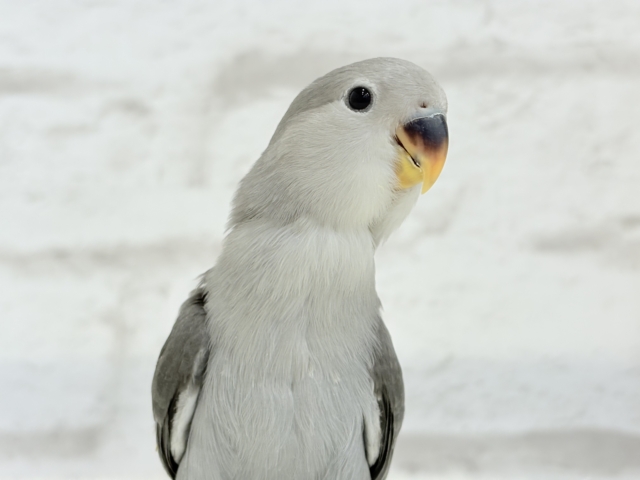 【最新画像更新🪄】痺れるギャップにメロメロ💖コザクラインコ(モーブ) ヒナ コザクラインコ(小桜インコ)
