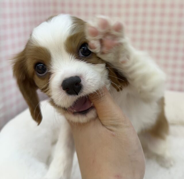 キャバリア・キングチャールズ・スパニエル