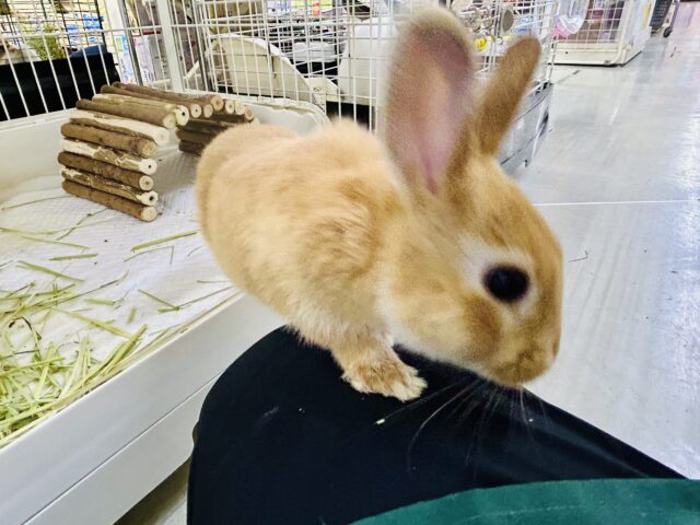 ネザーランドドワーフ