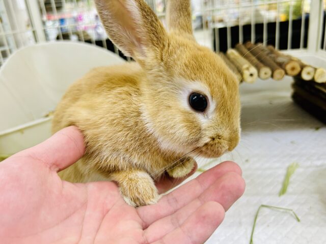 【最新画像更新☆☆】コロコロのみかんボール🍊 ネザーランドドワーフ ネザーランドドワーフ