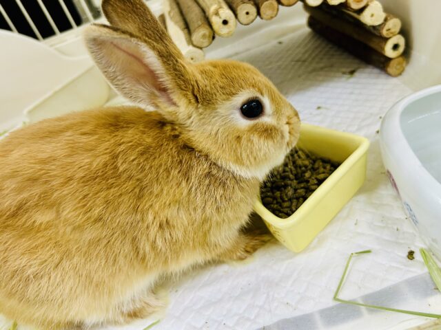 ネザーランドドワーフ