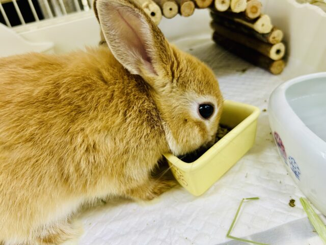 【最新画像更新☆☆】コロコロのみかんボール🍊 ネザーランドドワーフ ネザーランドドワーフ