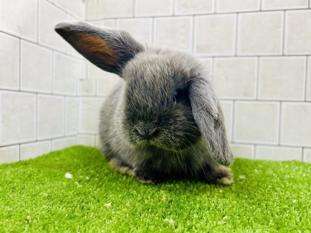 ロップイヤーラビット