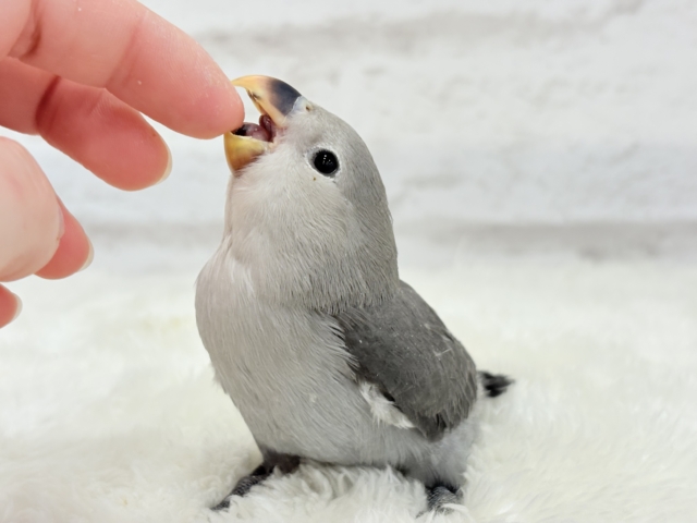【最新画像更新🪄】痺れるギャップにメロメロ💖コザクラインコ(モーブ) ヒナ コザクラインコ(小桜インコ)