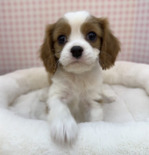 キャバリア・キングチャールズ・スパニエル