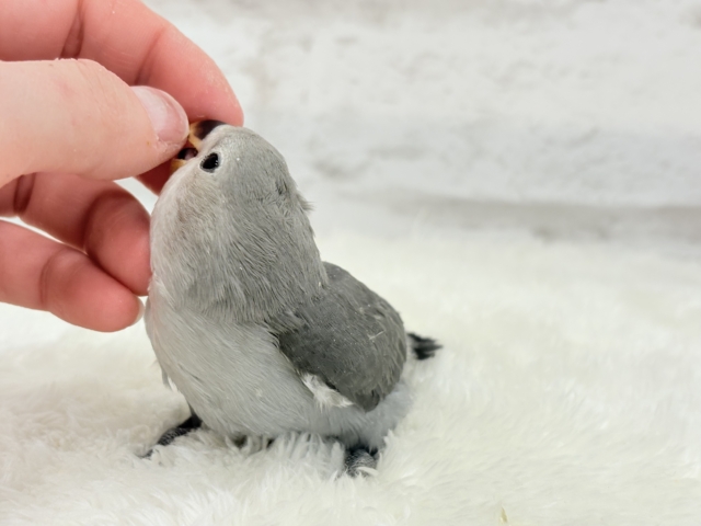 【最新画像更新🪄】痺れるギャップにメロメロ💖コザクラインコ(モーブ) ヒナ コザクラインコ(小桜インコ)