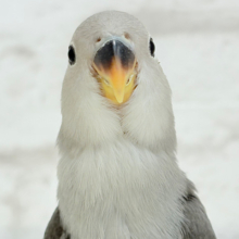 【最新画像更新🪄】痺れるギャップにメロメロ💖コザクラインコ(モーブ) ヒナ