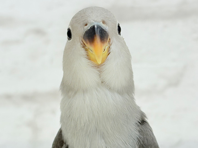 【最新画像更新🪄】痺れるギャップにメロメロ💖コザクラインコ(モーブ) ヒナ 【最新画像更新🪄】痺れるギャップにメロメロ💖コザクラインコ(モーブ) ヒナ