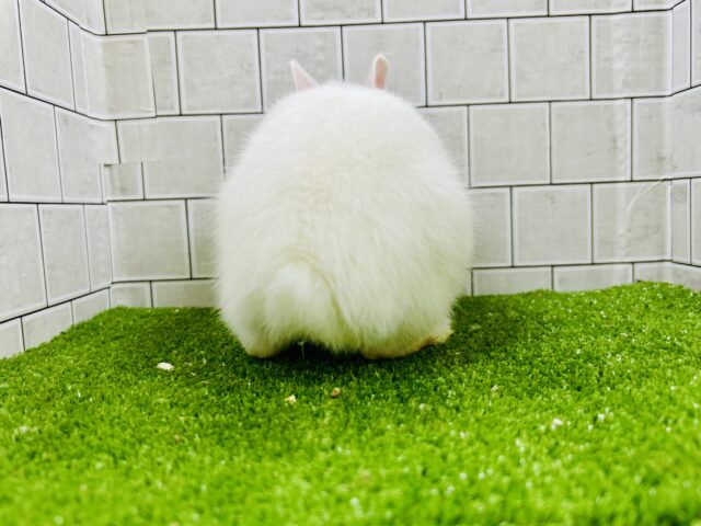 将来はワイルドモサモサな雪ん子ちゃん⛄ ライオンラビット ライオンラビット