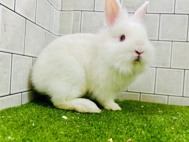 将来はワイルドモサモサな雪ん子ちゃん⛄ ライオンラビット ライオンラビット