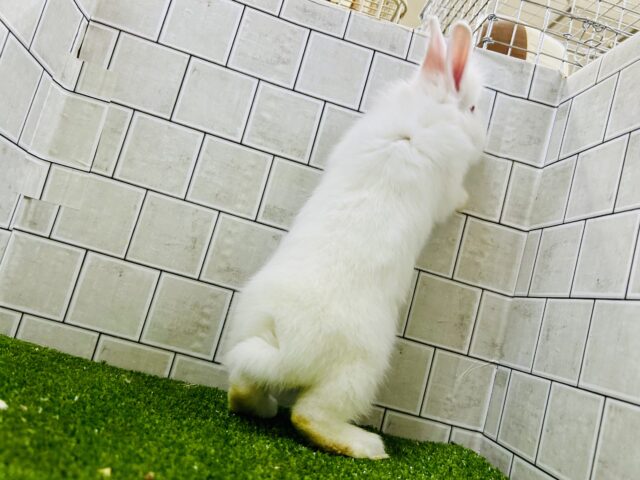 ライオンラビット