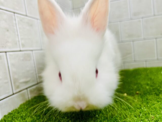 ライオンラビット