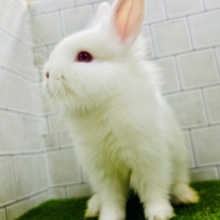 将来はワイルドモサモサな雪ん子ちゃん⛄　ライオンラビット