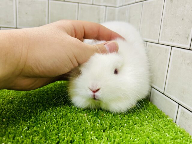 将来はワイルドモサモサな雪ん子ちゃん⛄ ライオンラビット ライオンラビット