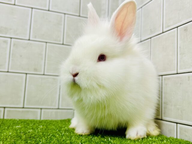 将来はワイルドモサモサな雪ん子ちゃん⛄ ライオンラビット ライオンラビット