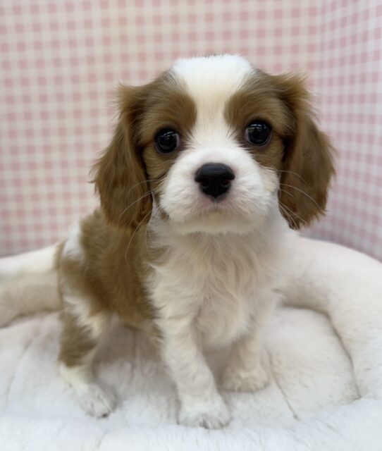 キャバリア・キングチャールズ・スパニエル