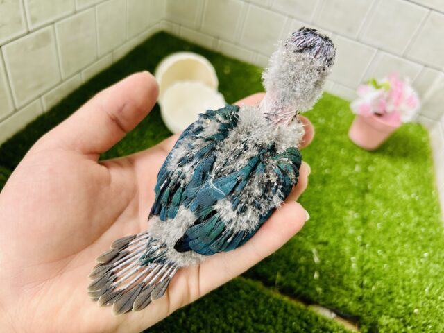 こ・このカラーは・・・・ ウロコインコ ホオミドリウロコインコ