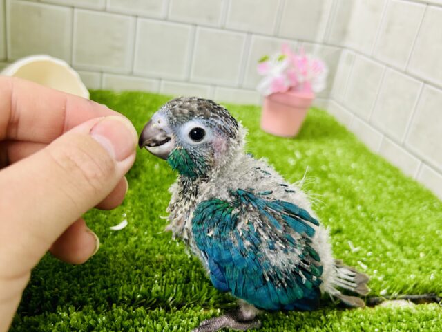 ホオミドリウロコインコ