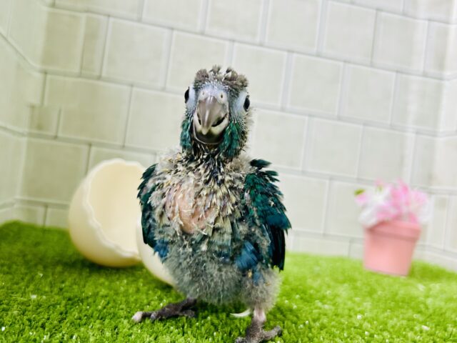 こ・このカラーは・・・・ ウロコインコ ホオミドリウロコインコ