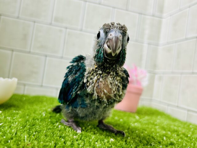 ホオミドリウロコインコ