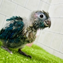 こ・このカラーは・・・・　ウロコインコ