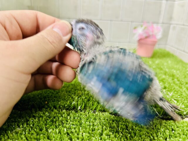 こ・このカラーは・・・・ ウロコインコ ホオミドリウロコインコ