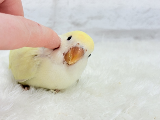 コザクラインコ（小桜インコ）