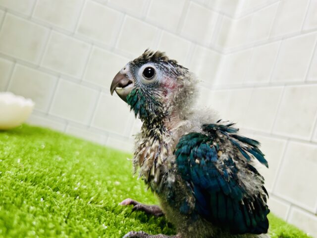 ホオミドリウロコインコ