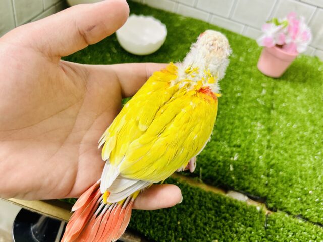 ホオミドリウロコインコ