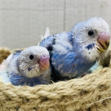 青空ヒナさんず💙ただいま成長中‼️セキセイインコ（オパーリン・パイド）