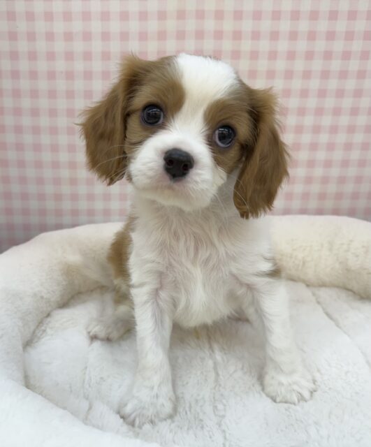 キャバリア・キングチャールズ・スパニエル