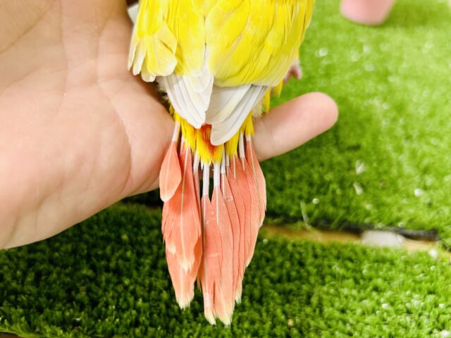 サンライトイエロー!! ウロコインコ ホオミドリウロコインコ