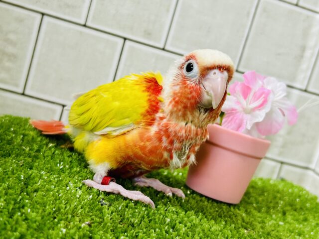 ホオミドリウロコインコ