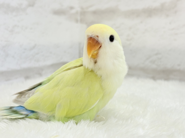 コザクラインコ（小桜インコ）